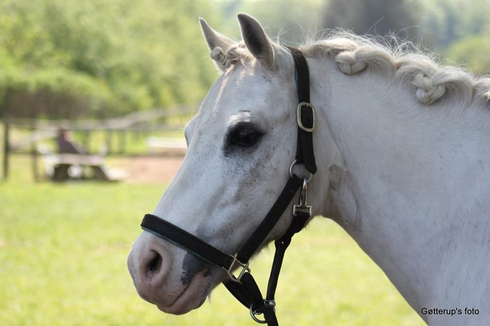 Welsh Pony af Cob-type (sec C) Edelweis Sonny billede 3