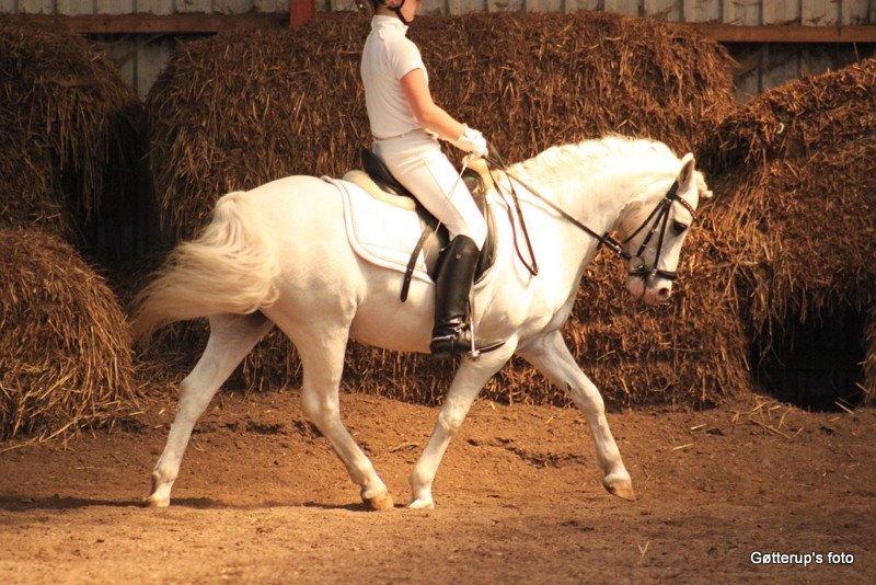 Welsh Pony af Cob-type (sec C) Edelweis Sonny billede 15