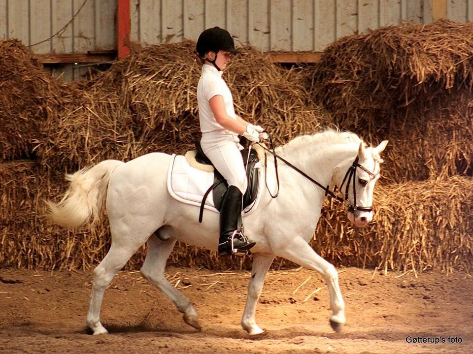 Welsh Pony af Cob-type (sec C) Edelweis Sonny billede 16