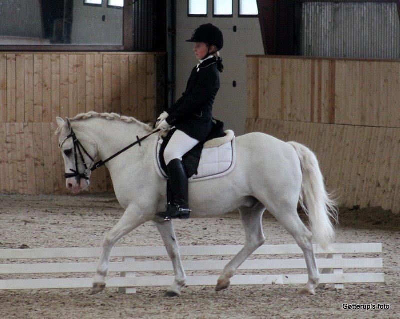 Welsh Pony af Cob-type (sec C) Edelweis Sonny billede 2