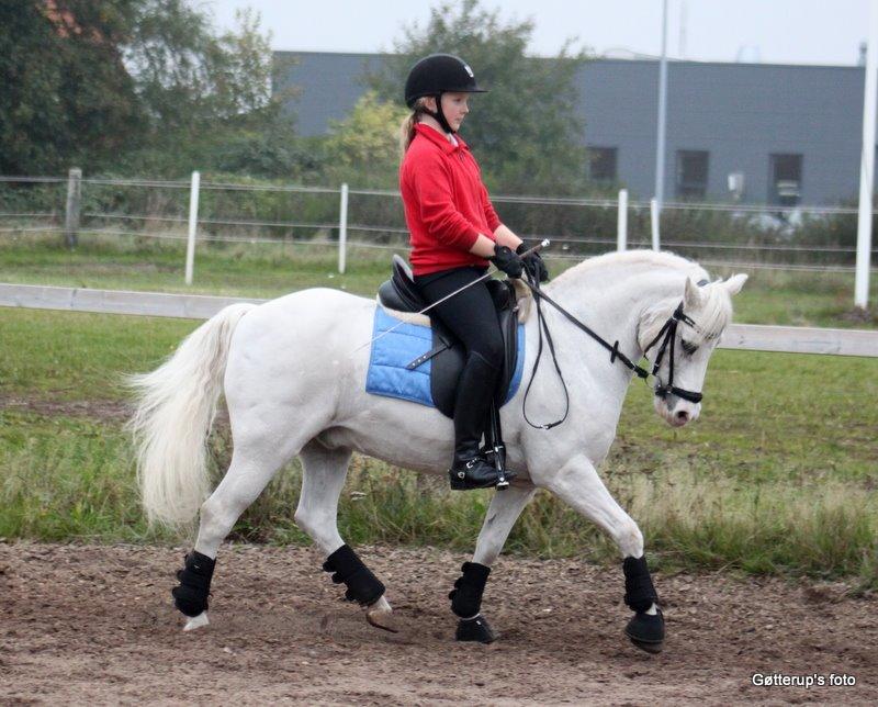 Welsh Pony af Cob-type (sec C) Edelweis Sonny billede 11