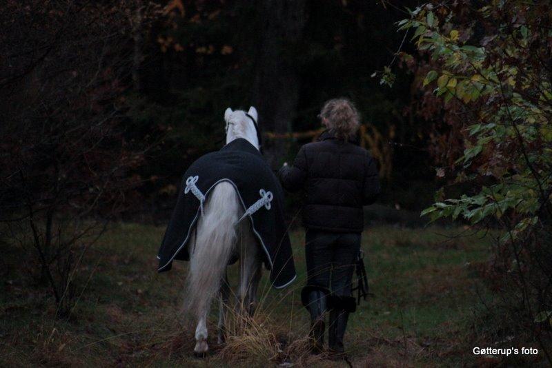 Welsh Pony af Cob-type (sec C) Edelweis Sonny billede 13