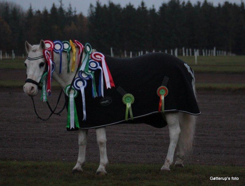 Welsh Pony af Cob-type (sec C) Edelweis Sonny billede 14