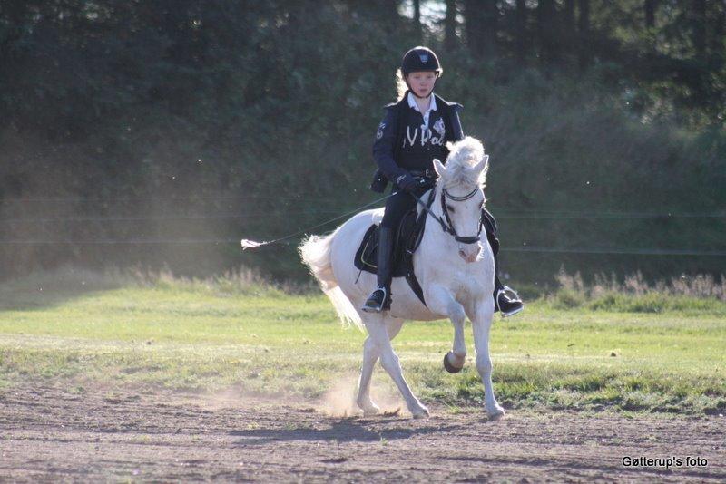 Welsh Pony af Cob-type (sec C) Edelweis Sonny billede 17