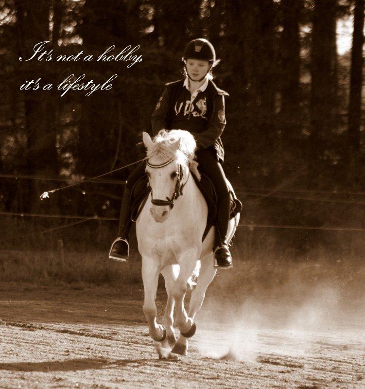 Welsh Pony af Cob-type (sec C) Edelweis Sonny billede 1