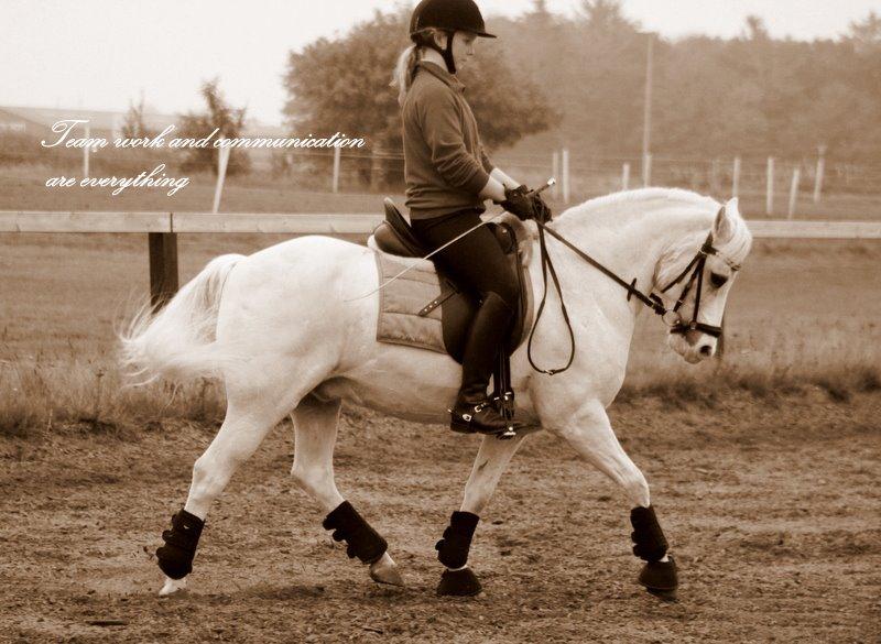 Welsh Pony af Cob-type (sec C) Edelweis Sonny billede 18