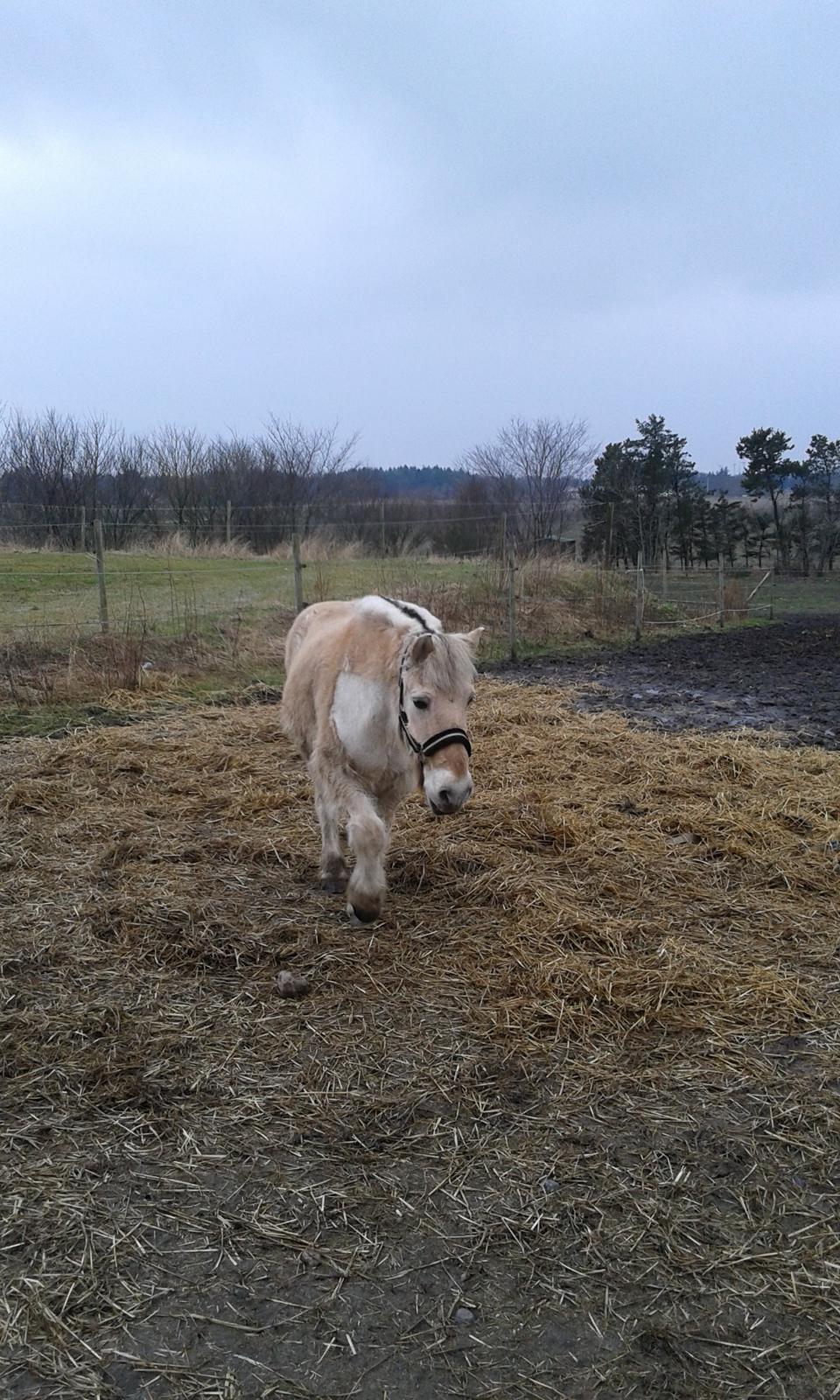 Anden særlig race Laban billede 5