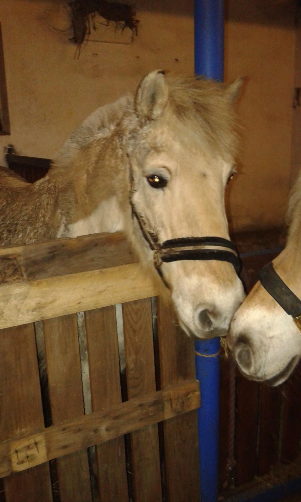 Anden særlig race Laban billede 3