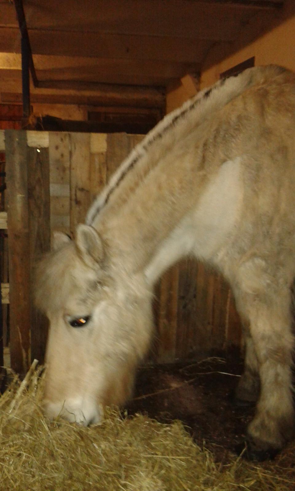 Anden særlig race Laban billede 4