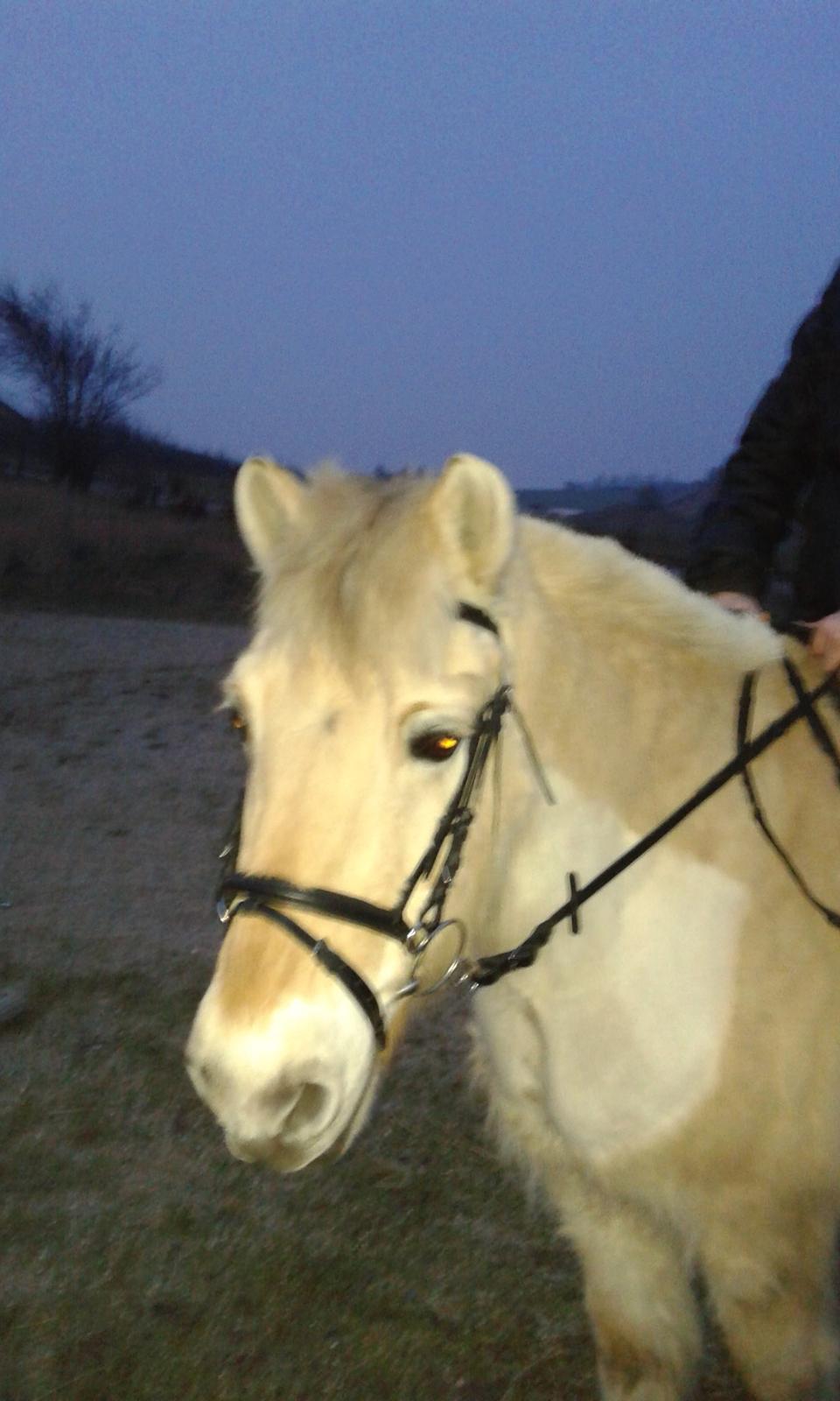 Anden særlig race Laban billede 7