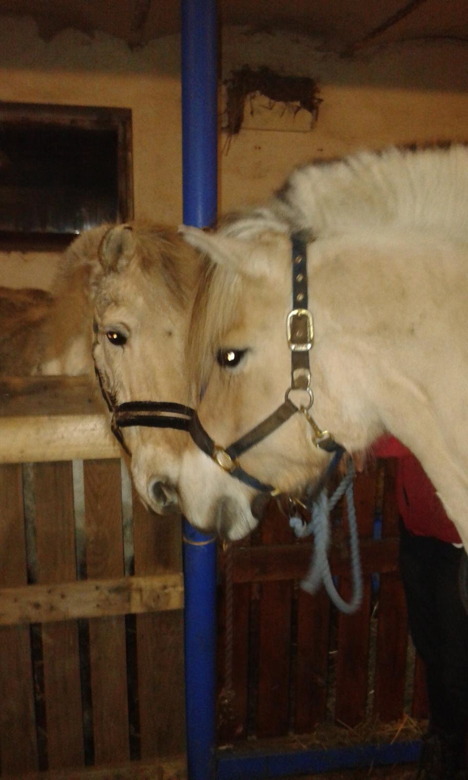 Anden særlig race Laban billede 2