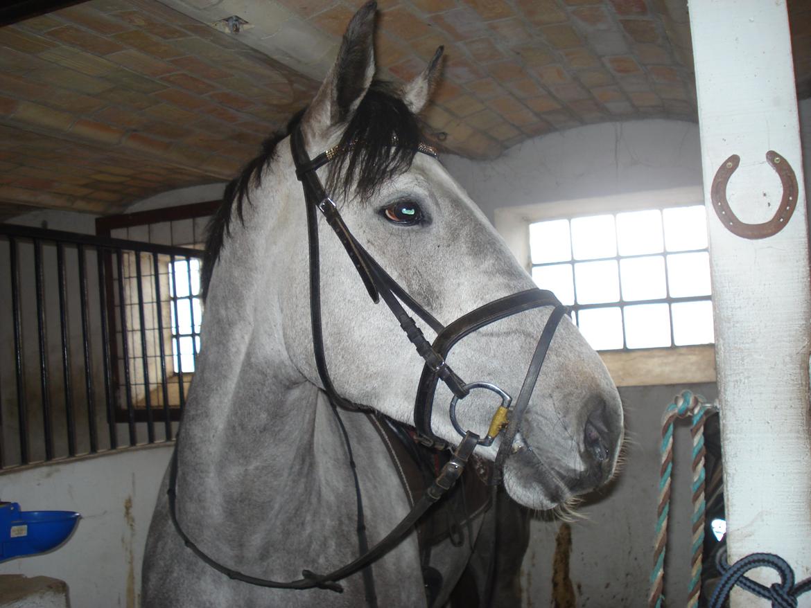 Holstener Blue Boy - Verdens smukkeste skimmel-baby <3 billede 18