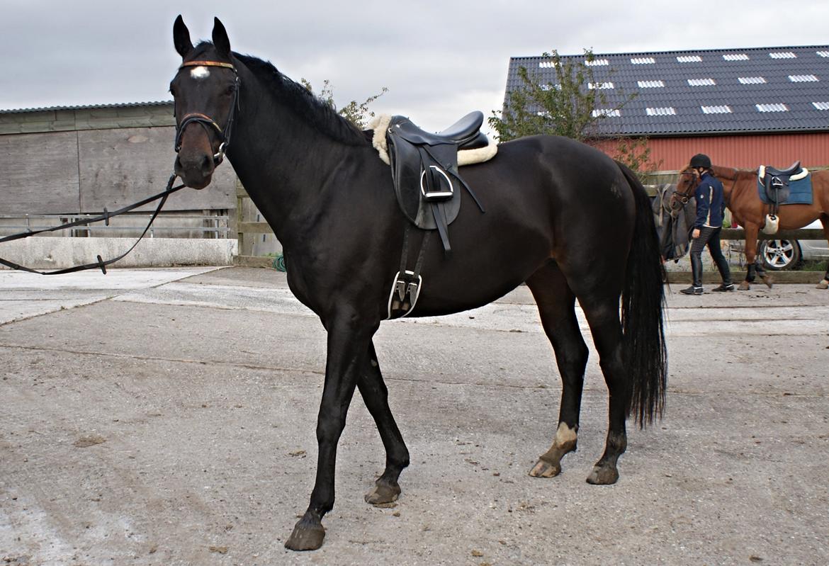 Anden særlig race Aspecada - Første gang med rytter på ryggen billede 10