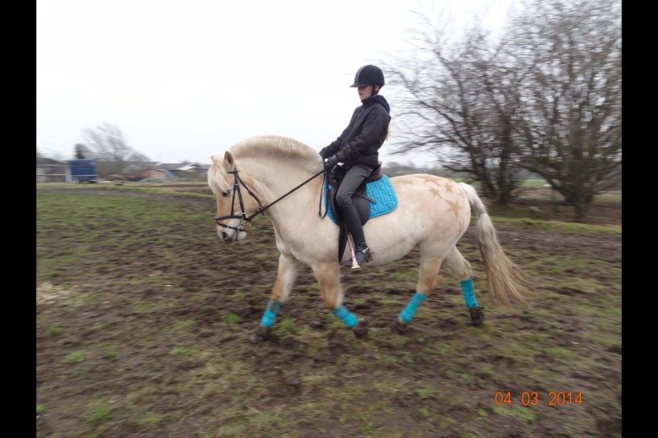 Fjordhest Vængets Mirabel billede 27