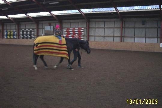 Dansk Varmblod | Sikaline Langagergård billede 4