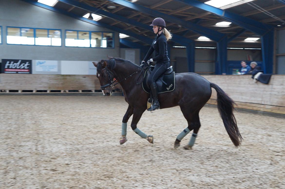 Dansk Varmblod Dolce Vita - Terkel, 5 år.  billede 5