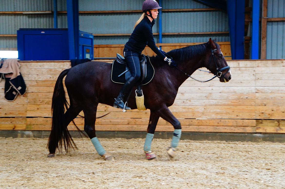 Dansk Varmblod Dolce Vita - Ros, ros og atter ros <3 til stjernemusen billede 15