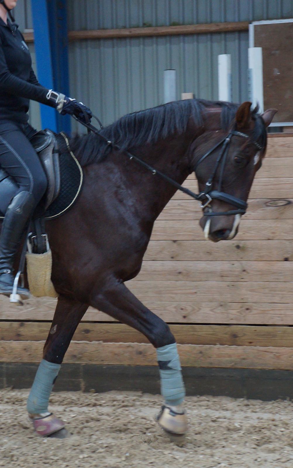 Dansk Varmblod Dolce Vita - Vi øver og øver ;-) billede 8