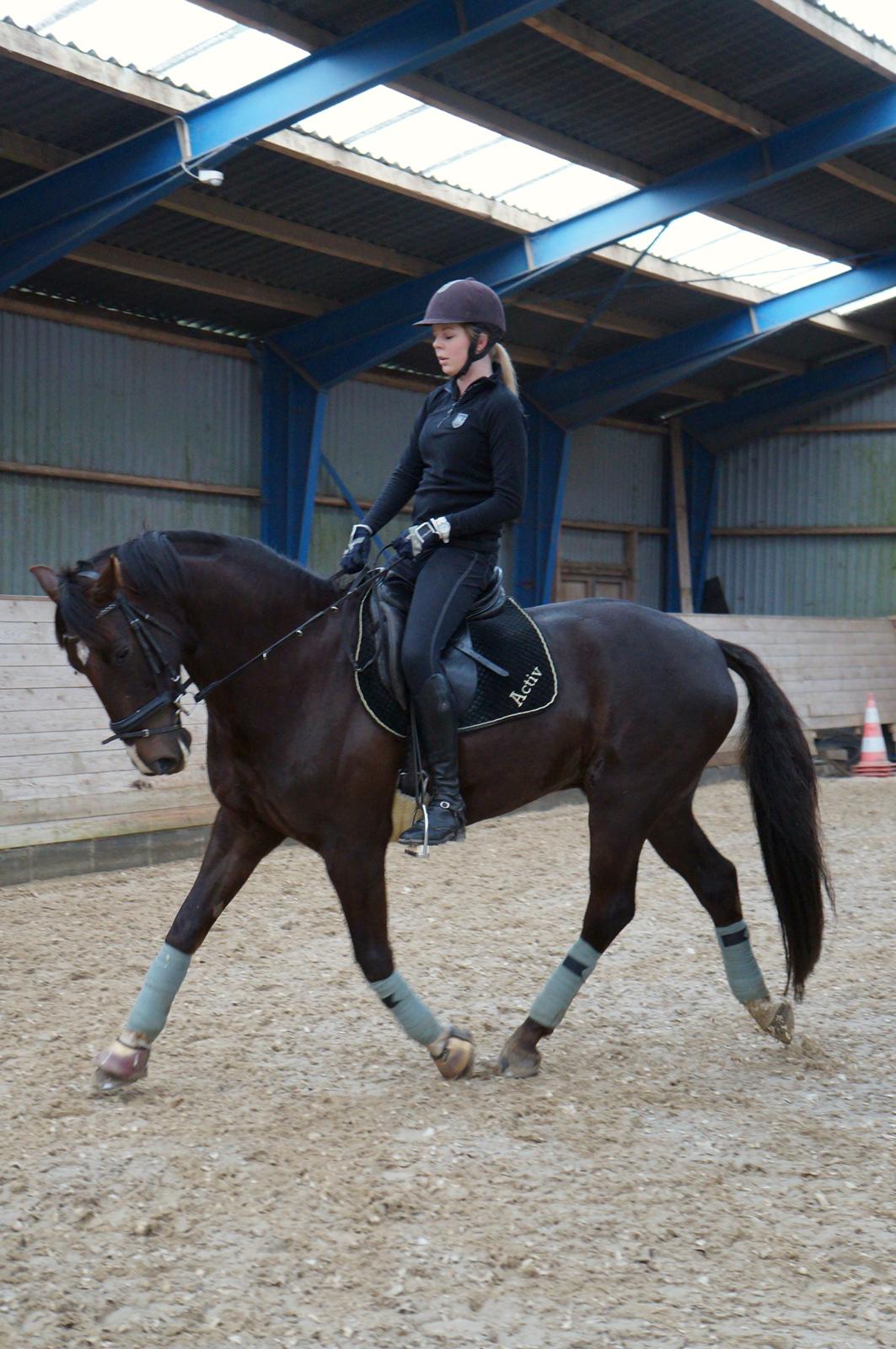 Dansk Varmblod Dolce Vita - Velkommen til Terkels profil :-) billede 1