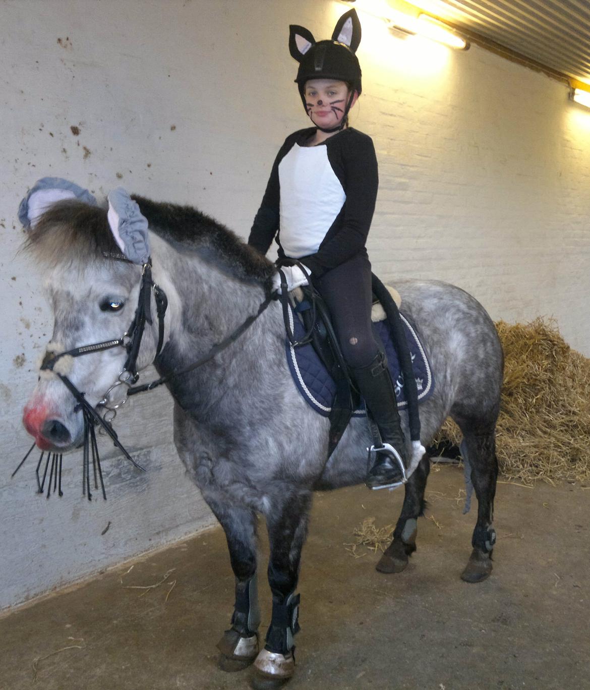 Anden særlig race Sugar billede 20