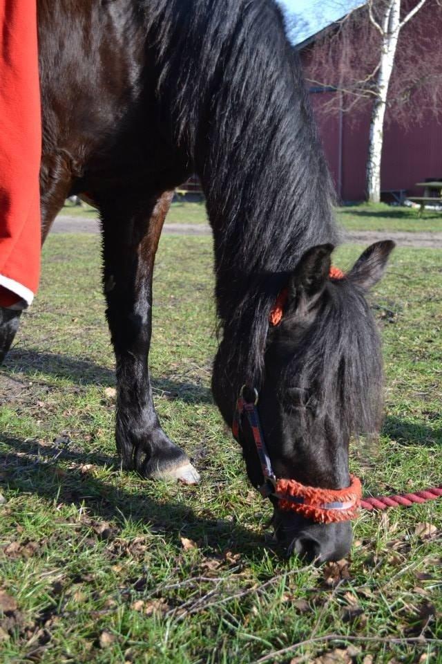 Welsh Pony af Cob-type (sec C) Engholms Bonnie Beate billede 20