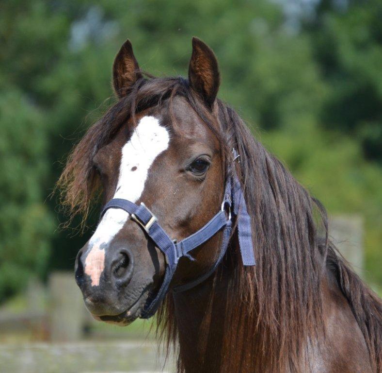 Welsh Pony af Cob-type (sec C) Maesllwch Lilibet billede 1