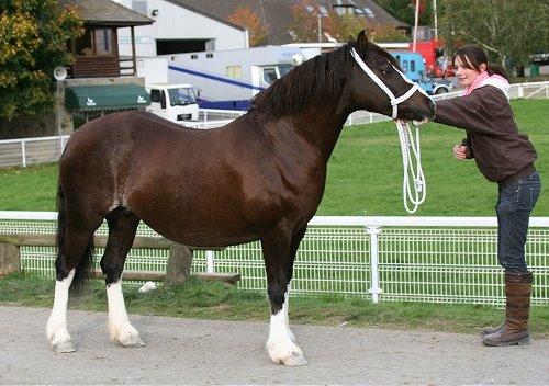 Welsh Pony af Cob-type (sec C) Maesllwch Lilibet - Salgsbilled fra UK- Photo By : Anthony Booth billede 3