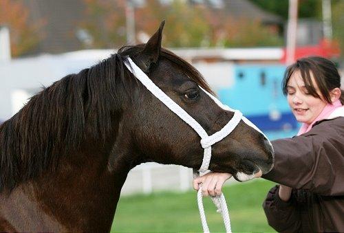 Welsh Pony af Cob-type (sec C) Maesllwch Lilibet - Photo By : Anthony Booth billede 4