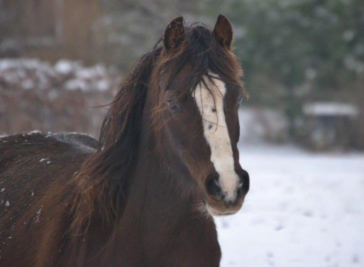 Welsh Pony af Cob-type (sec C) Maesllwch Lilibet - Foto: Zanne jedig billede 6