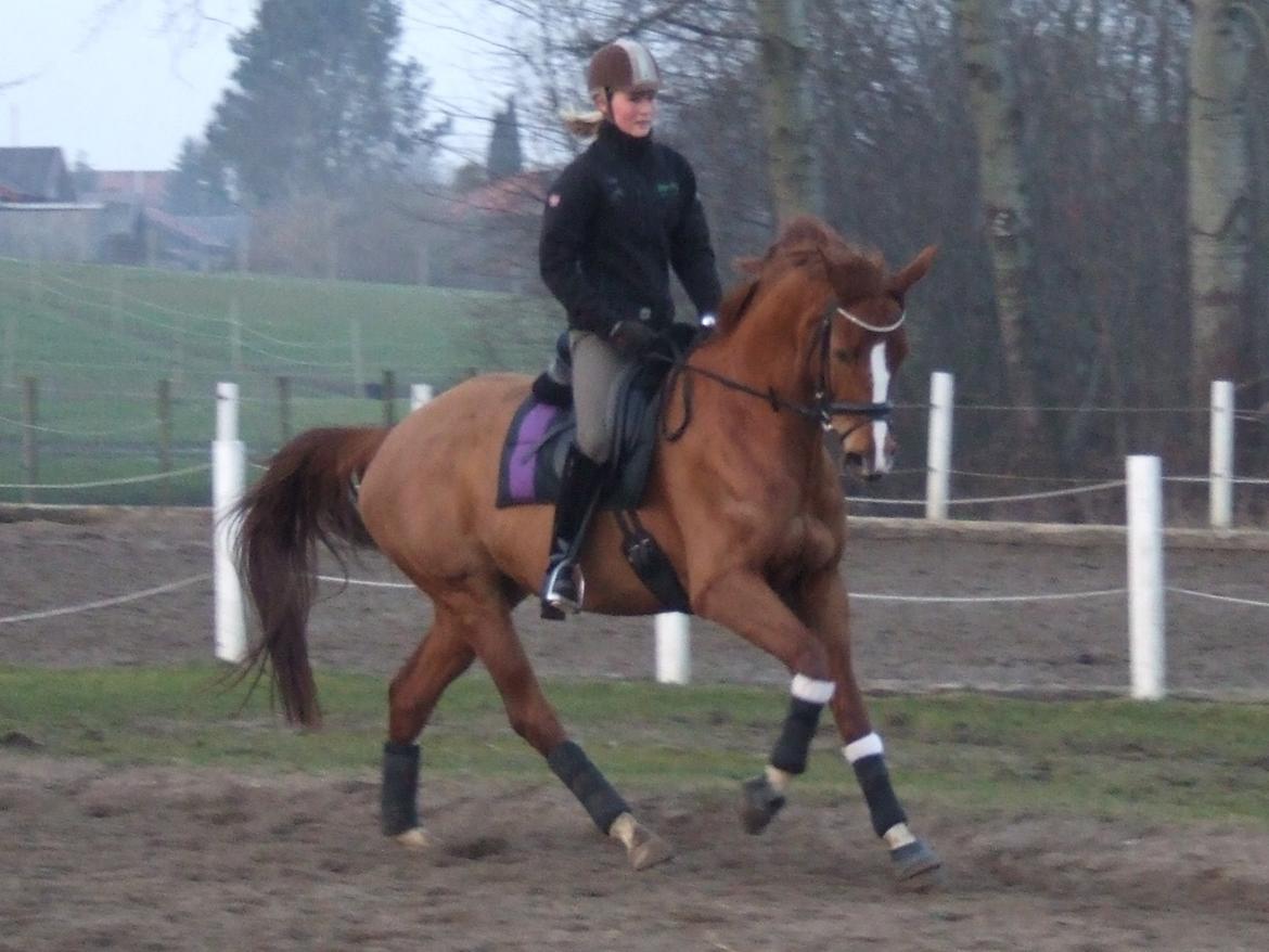 Trakehner Klokkeblomst Hedevig billede 18
