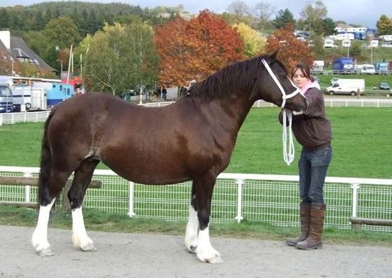 Welsh Pony af Cob-type (sec C) Maesllwch Lilibet - Photo By : Anthony Booth billede 7