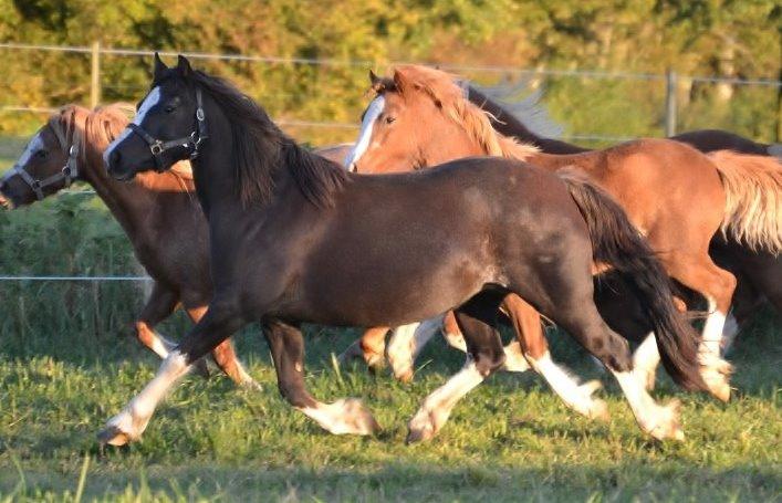 Welsh Pony af Cob-type (sec C) Maesllwch Lilibet - Foto: Zanne Jedig billede 8