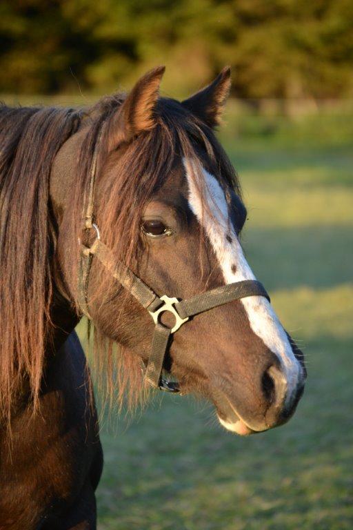Welsh Pony af Cob-type (sec C) Maesllwch Lilibet - Foto: Zanne Jedig billede 9