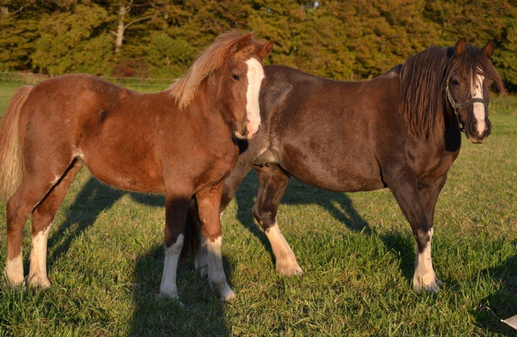 Welsh Pony af Cob-type (sec C) Maesllwch Lilibet - Foto: Zanne Jedig Her med sit føl Lilibet dot com billede 10