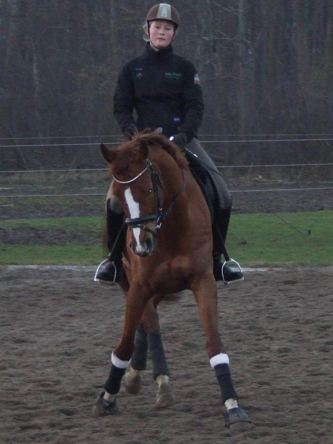 Trakehner Klokkeblomst Hedevig billede 9