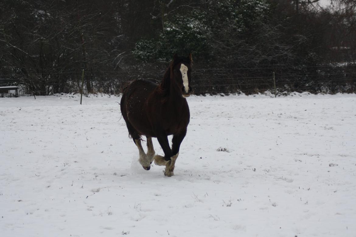 Welsh Pony af Cob-type (sec C) Maesllwch Lilibet billede 12