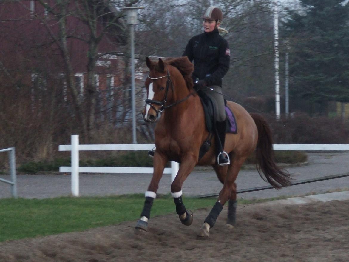 Trakehner Klokkeblomst Hedevig billede 12