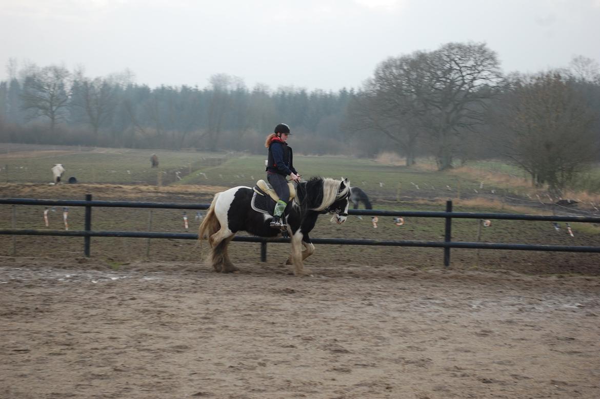 Irish Cob Basse billede 5