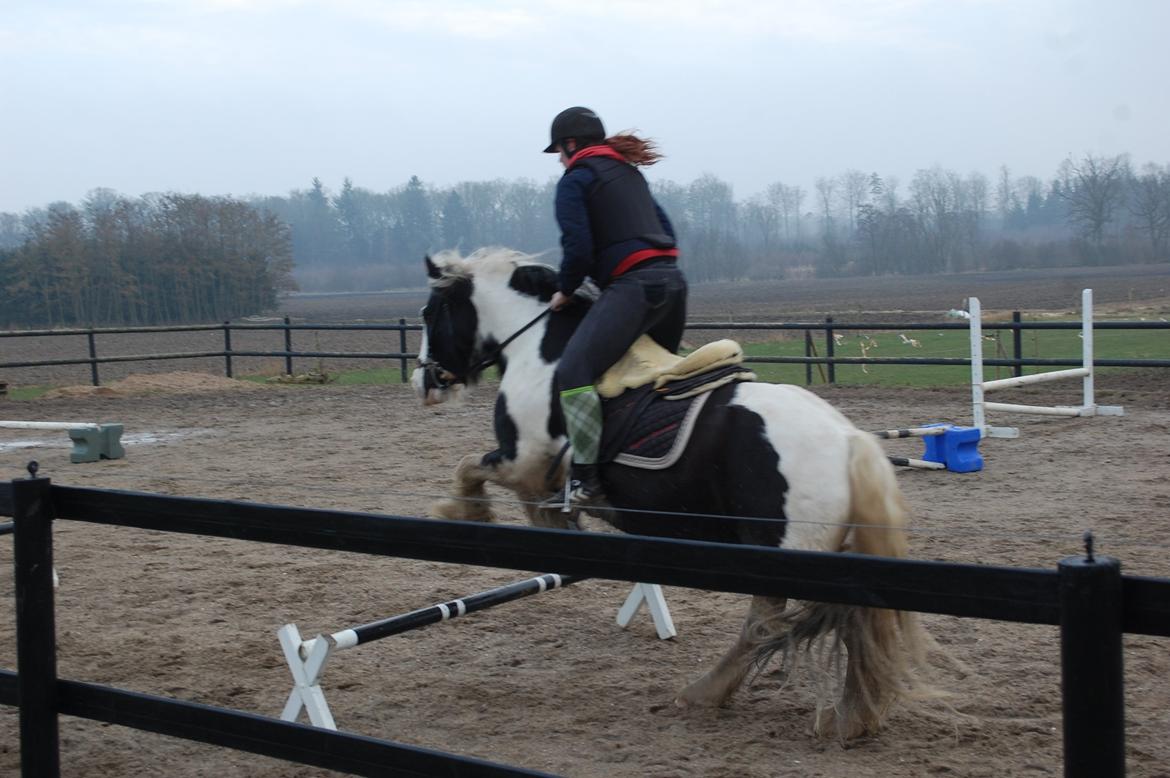 Irish Cob Basse billede 6