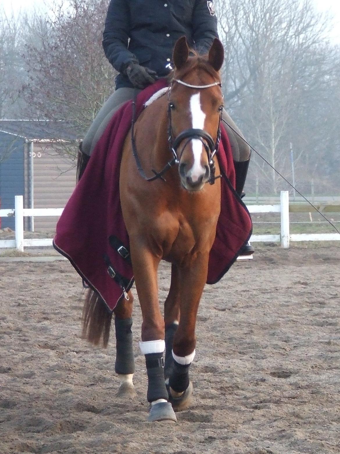 Trakehner Klokkeblomst Hedevig billede 3