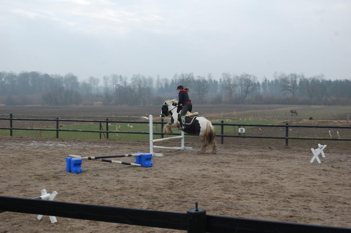 Irish Cob Basse billede 9