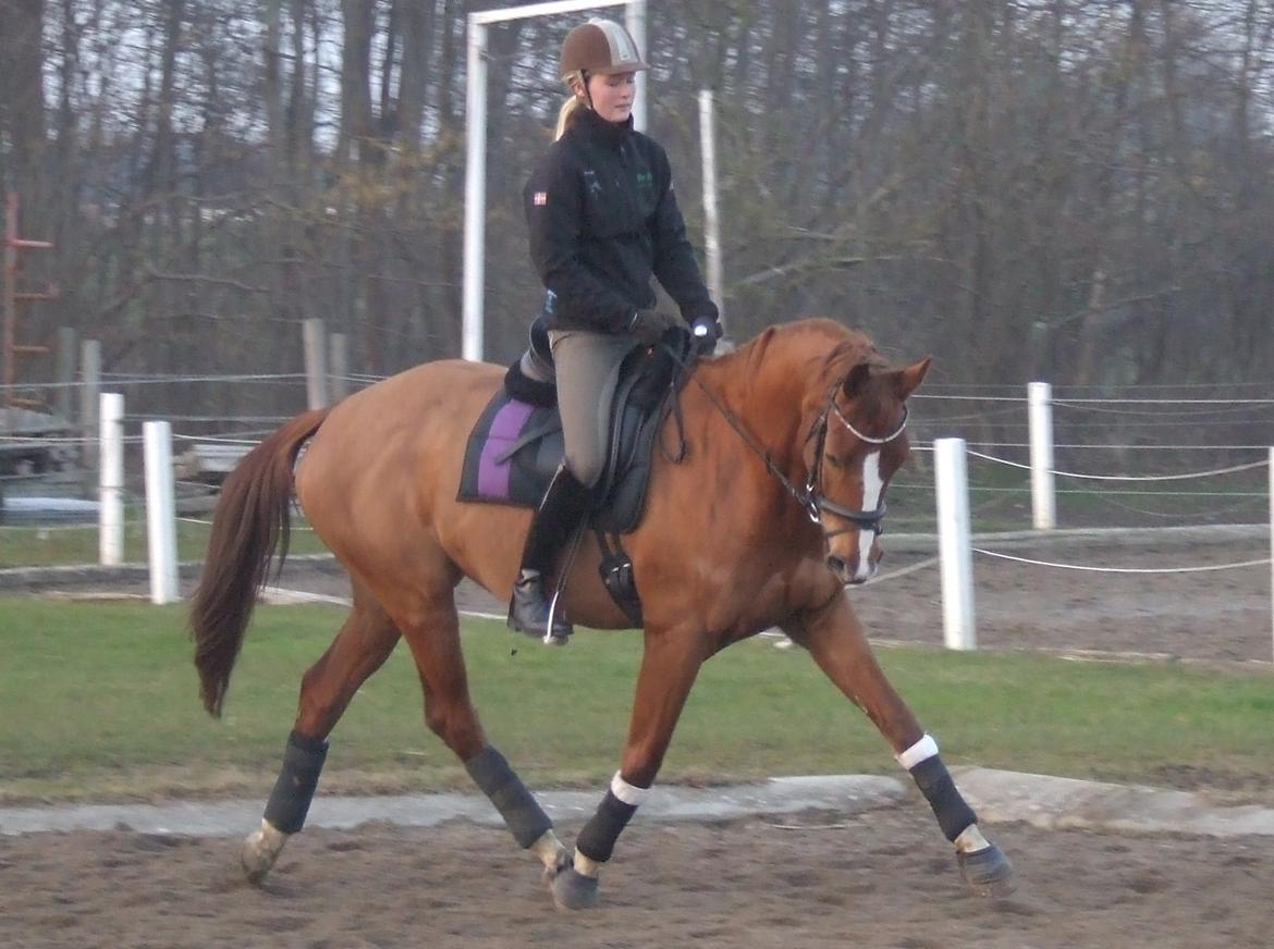Trakehner Klokkeblomst Hedevig billede 16