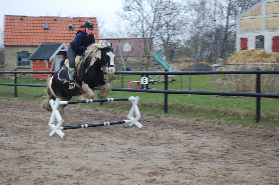 Irish Cob Basse billede 10