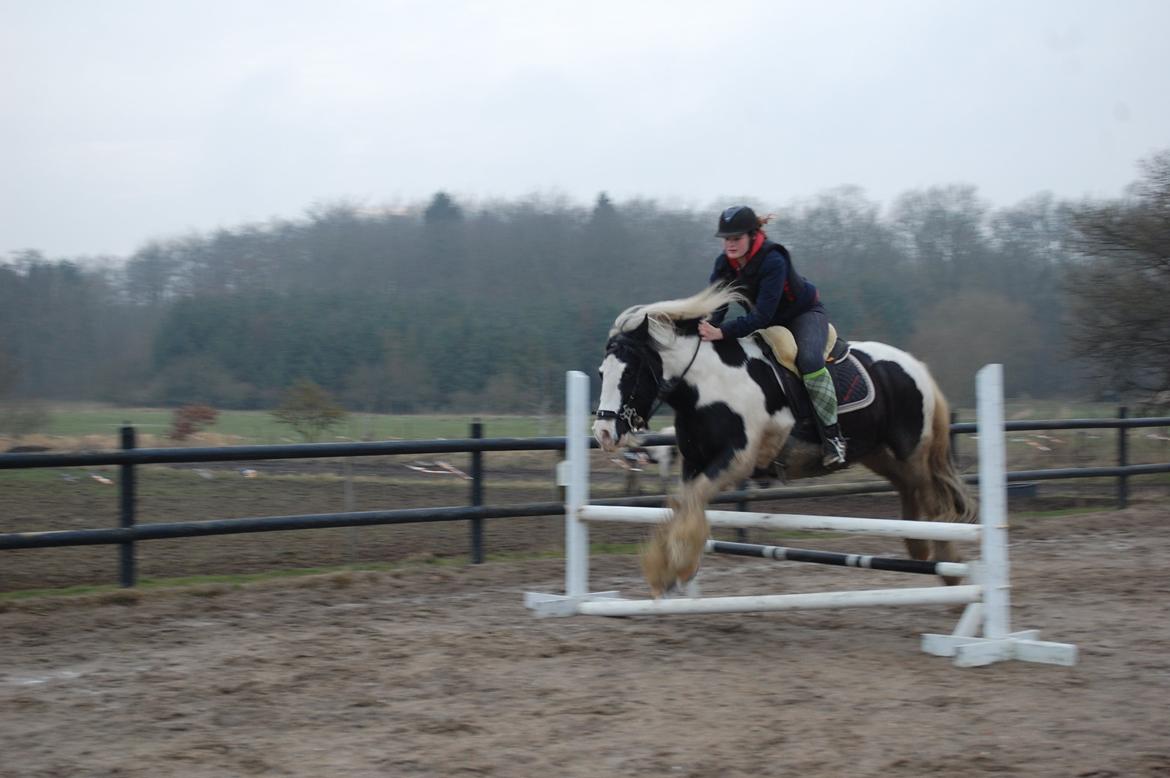 Irish Cob Basse billede 14