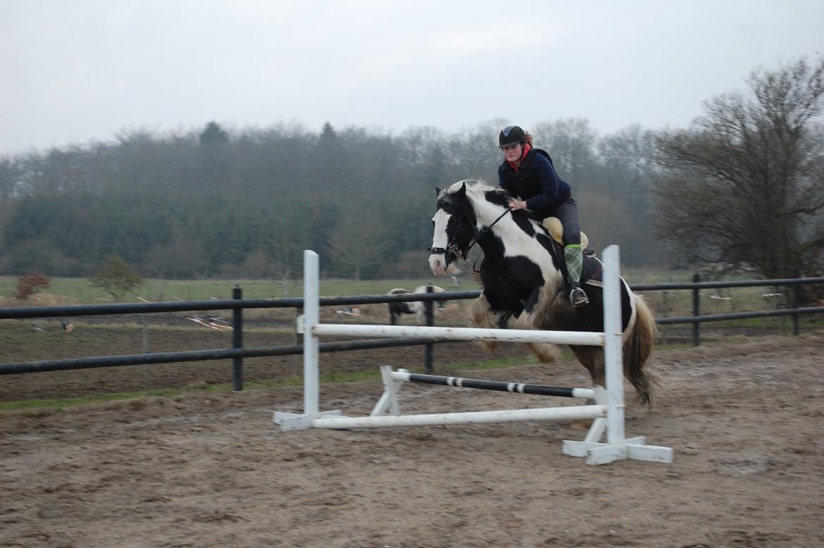 Irish Cob Basse billede 17