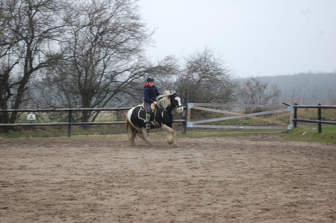 Irish Cob Basse billede 18