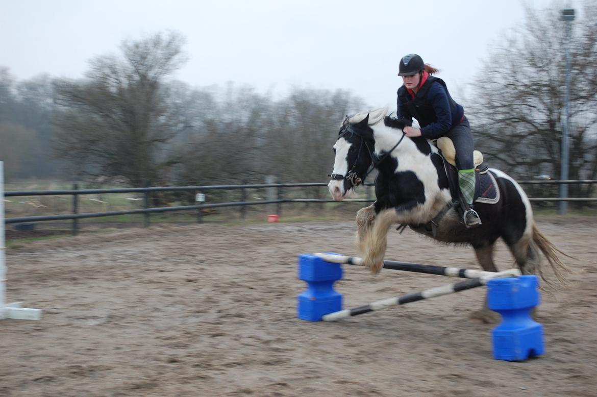 Irish Cob Basse billede 13