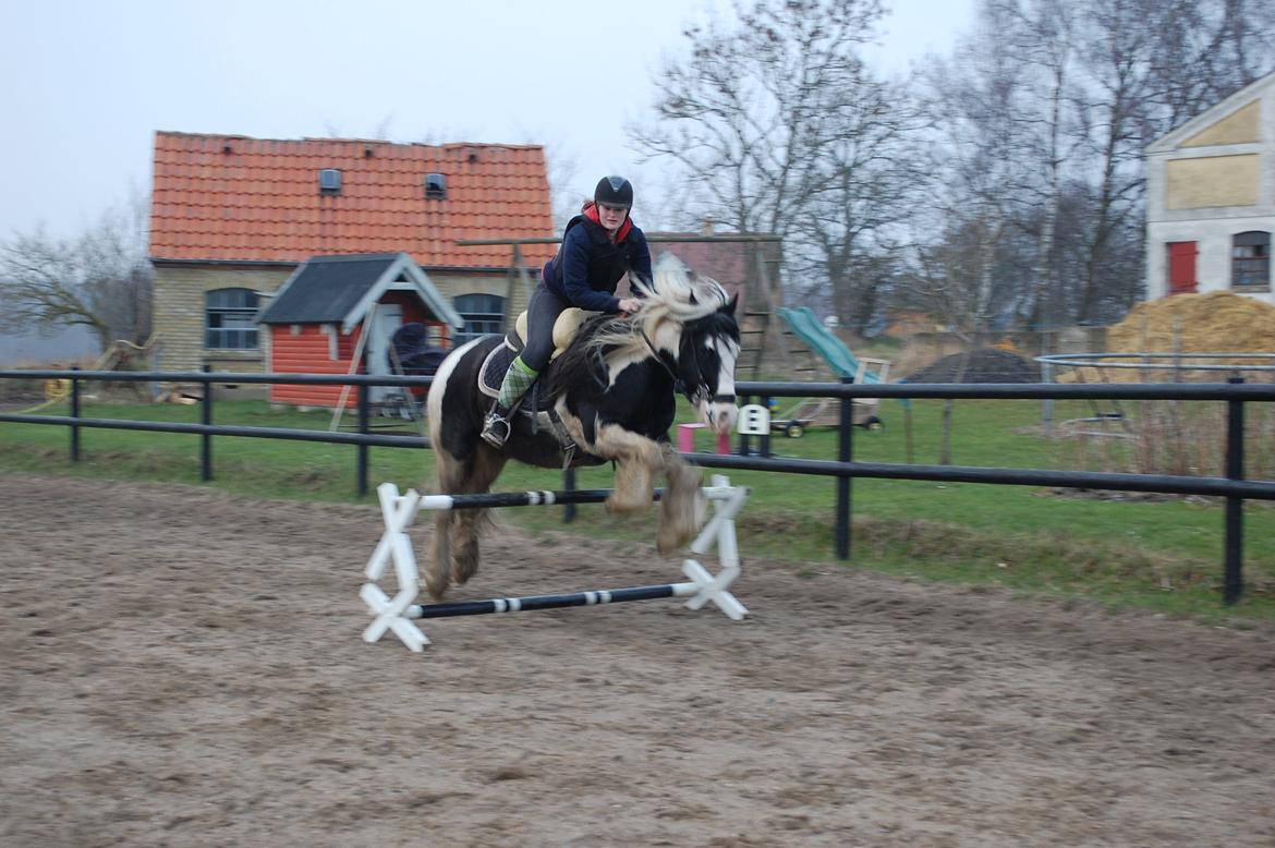 Irish Cob Basse billede 22