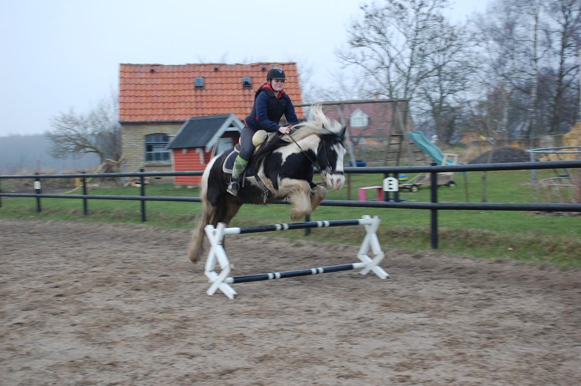 Irish Cob Basse billede 25