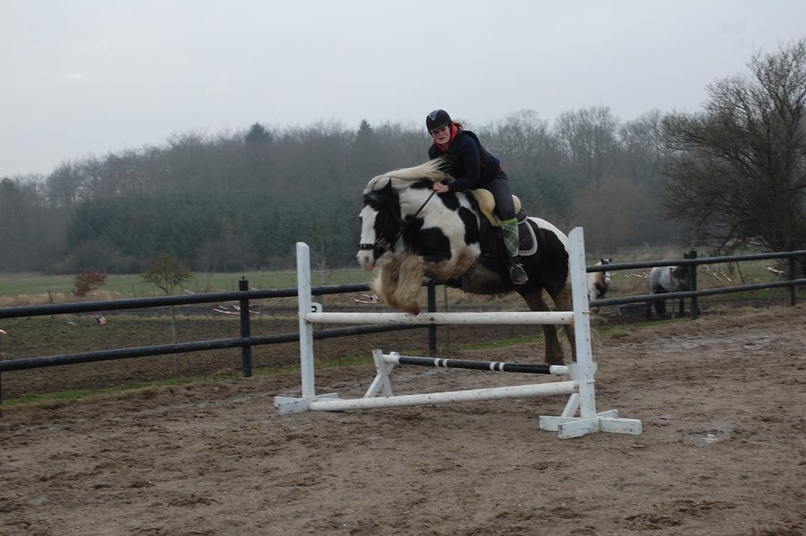 Irish Cob Basse - 87cm billede 21
